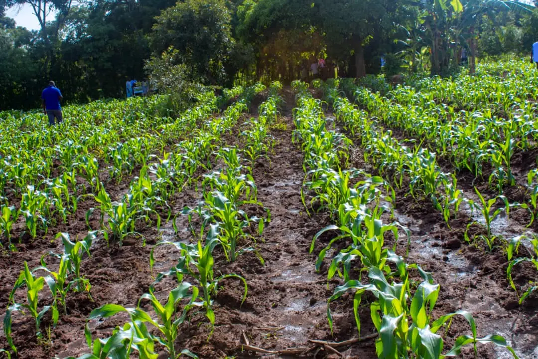 Community agribusiness groups